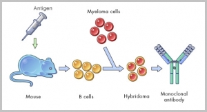 Antibody Services