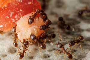 Ants Control Services Services in Gurgaon Haryana India