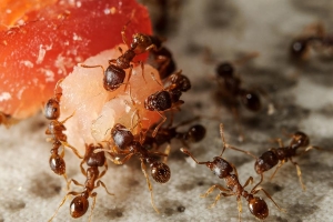 Service Provider of Ants Control Services Gurgaon Haryana