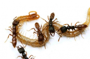 Service Provider of Ants Control Vadodara Gujarat 