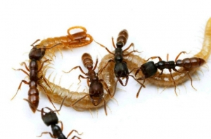 Service Provider of Ants Control Vadodara Gujarat