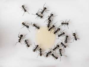 Service Provider of Ants Treatment Lucknow Uttar Pradesh 