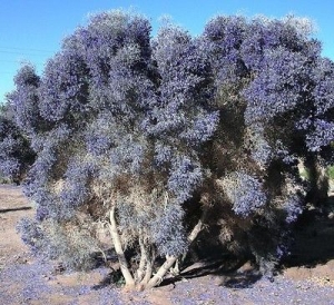 Manufacturers Exporters and Wholesale Suppliers of Arid Zone Species Bangalore Karnataka