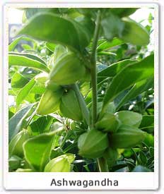 Manufacturers Exporters and Wholesale Suppliers of Withania Somnifera Manasa Madhya Pradesh