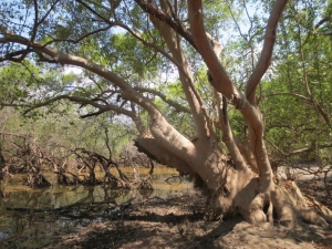 Manufacturers Exporters and Wholesale Suppliers of Avenue Trees Bangalore Karnataka