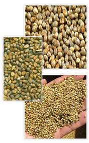 Manufacturers Exporters and Wholesale Suppliers of BAJRA GRADE A Nagpur Maharashtra