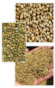 BAJRA GRADE A Manufacturer Supplier Wholesale Exporter Importer Buyer Trader Retailer in Nagpur Maharashtra India