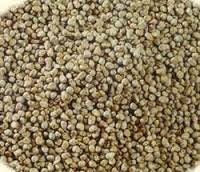 Manufacturers Exporters and Wholesale Suppliers of BAJRA GRADE B Nagpur Maharashtra