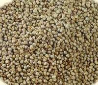 BAJRA GRADE B Manufacturer Supplier Wholesale Exporter Importer Buyer Trader Retailer in Nagpur Maharashtra India