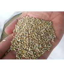 Manufacturers Exporters and Wholesale Suppliers of BAJRA GRADE C Nagpur Maharashtra