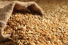 Barley Manufacturer Supplier Wholesale Exporter Importer Buyer Trader Retailer in U.P. Uttar Pradesh India