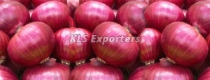 BIG RED ONION Manufacturer Supplier Wholesale Exporter Importer Buyer Trader Retailer in Tiruchirappalli Tamil Nadu India