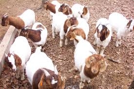 BOER GOAT Manufacturer Supplier Wholesale Exporter Importer Buyer Trader Retailer in Douala  Cameroon