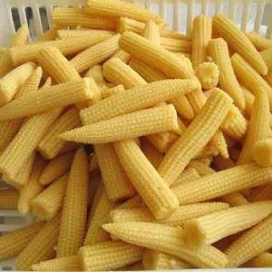 Baby Corn Manufacturer Supplier Wholesale Exporter Importer Buyer Trader Retailer in Nagpur Maharashtra India