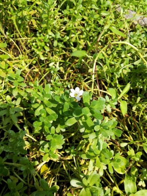 Bacopa Monnieri Manufacturer Supplier Wholesale Exporter Importer Buyer Trader Retailer in kanpur Uttar Pradesh India