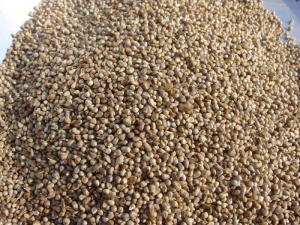 Manufacturers Exporters and Wholesale Suppliers of Bajra Grains Nagpur Maharashtra