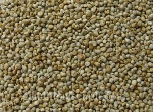 Manufacturers Exporters and Wholesale Suppliers of Bajra U.P. Uttar Pradesh