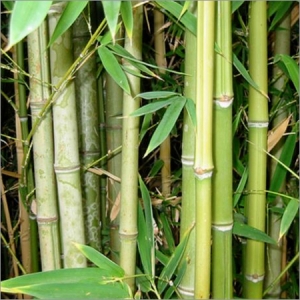 Bambusa Arundinacea