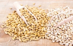 Manufacturers Exporters and Wholesale Suppliers of Barley (Jau) Gondia Maharashtra