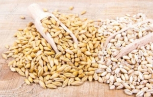 Barley (Jau) Manufacturer Supplier Wholesale Exporter Importer Buyer Trader Retailer in Gondia Maharashtra India