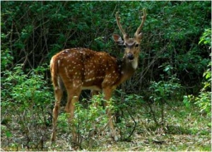Service Provider of Barnawapara Wildlife Sanctuary New Delhi Delhi 