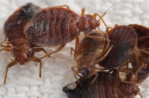 Bed Bug Control