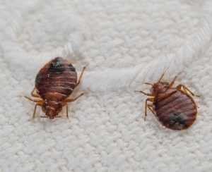 Bed Bug Protection Treatment