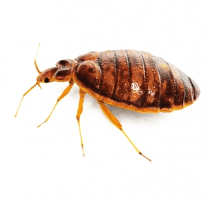 Bed Bugs Control Treatment Services in Indore Madhya Pradesh India