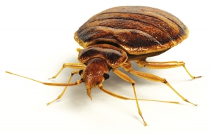 Bed Bugs Control Services in Telangana  India