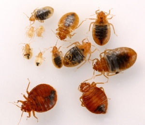 Bed Bugs Management Solution Services in New Delhi Delhi India