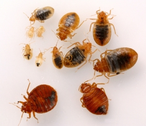 Bed Bugs Management Solution