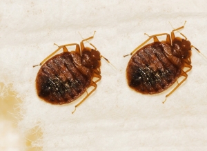 Bed Bugs Pest Control Services in Bangalore Karnataka India