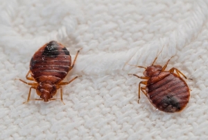 Bedbugs Control