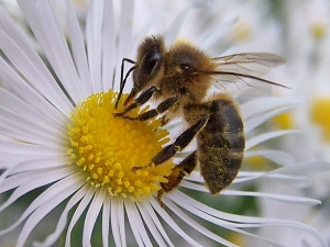 Bee Control