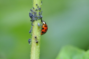 Biological Pest Control Services