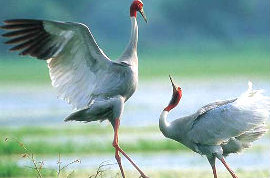 Service Provider of Bird Watching Tour with Taj Jaipur Rajasthan 