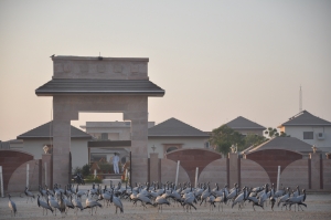 Service Provider of Bird Sanctuary Jodhpur Rajasthan