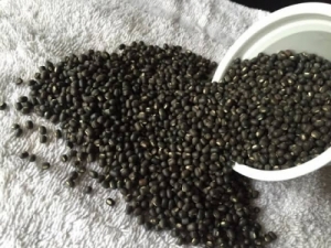 Black Gram Whole (Sabut Udad) Manufacturer Supplier Wholesale Exporter Importer Buyer Trader Retailer in Gondia Maharashtra India