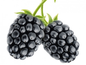 Manufacturers Exporters and Wholesale Suppliers of Blackberry New Delhi Delhi