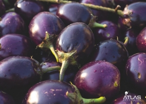 Brinjal Manufacturer Supplier Wholesale Exporter Importer Buyer Trader Retailer in Pathsala Assam India