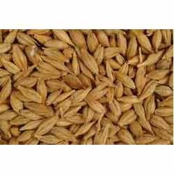 Manufacturers Exporters and Wholesale Suppliers of Brown Barley Nagpur Maharashtra