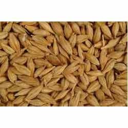 Brown Barley