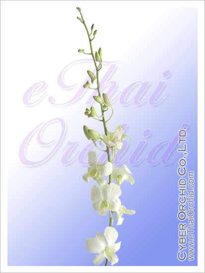Orchid Dendrobium White Sunshine(big White)