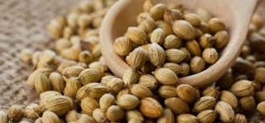 Manufacturers Exporters and Wholesale Suppliers of CORIANDER SEEDS Nagpur Maharashtra