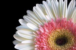 Gerbera Flowers Manufacturer Supplier Wholesale Exporter Importer Buyer Trader Retailer in Madurai Tamil Nadu India