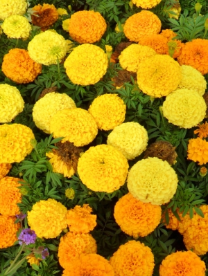 Marigold Flowers Manufacturer Supplier Wholesale Exporter Importer Buyer Trader Retailer in Madurai Tamil Nadu India