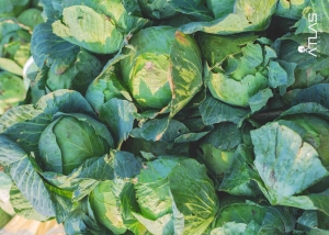 Cabbage Manufacturer Supplier Wholesale Exporter Importer Buyer Trader Retailer in KOCHI Kerala India