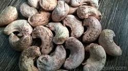 Cashew Nut NWP Manufacturer Supplier Wholesale Exporter Importer Buyer Trader Retailer in Surat Gujarat India