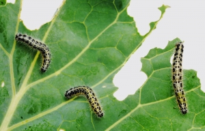 Service Provider of Caterpillar Pest Control Bangalore Karnataka 