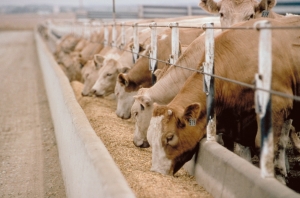 Cattle Feed Services Services in Bilaspur  India